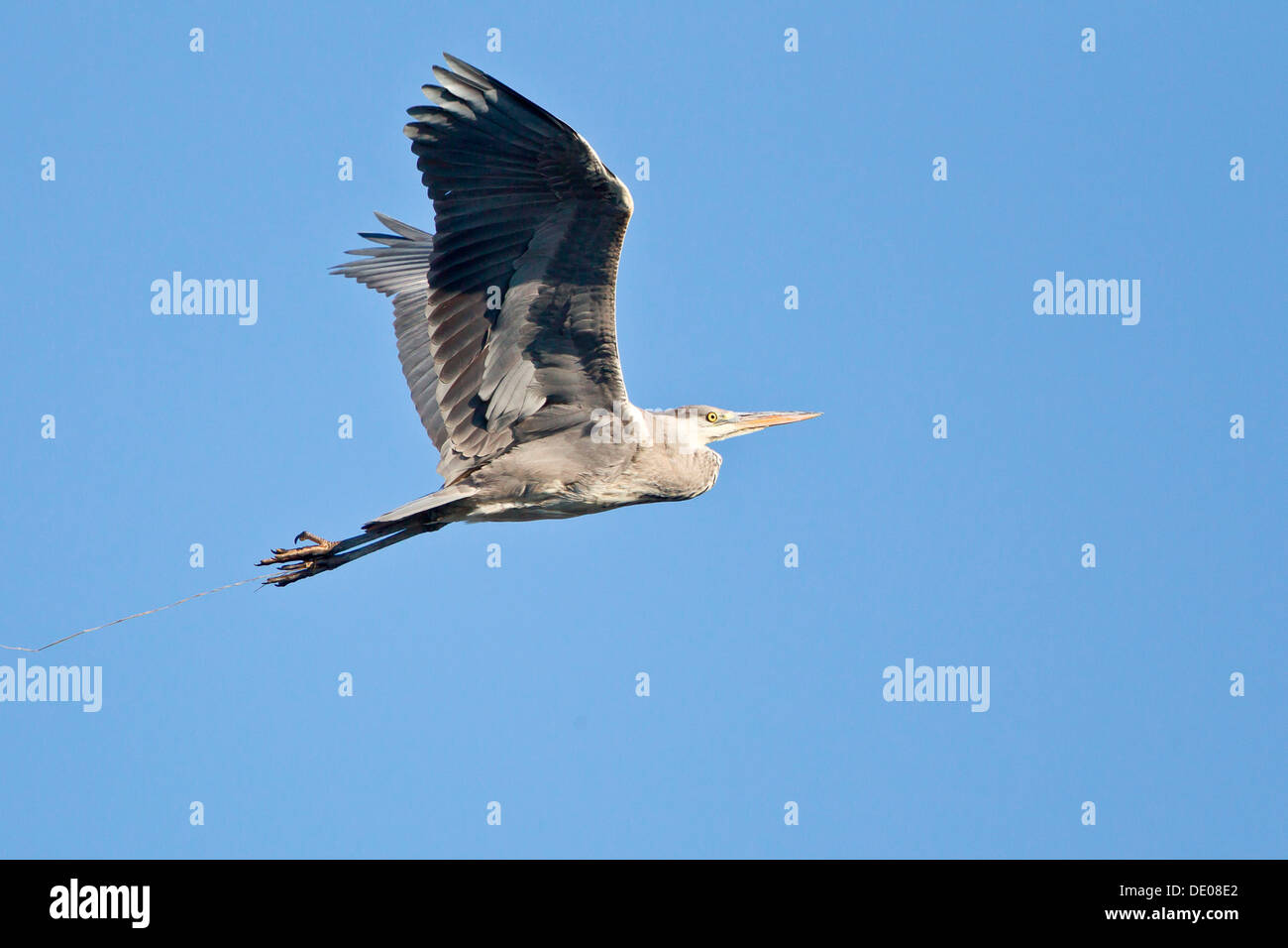 Airone cinerino (Ardea cinerea), in volo Foto Stock