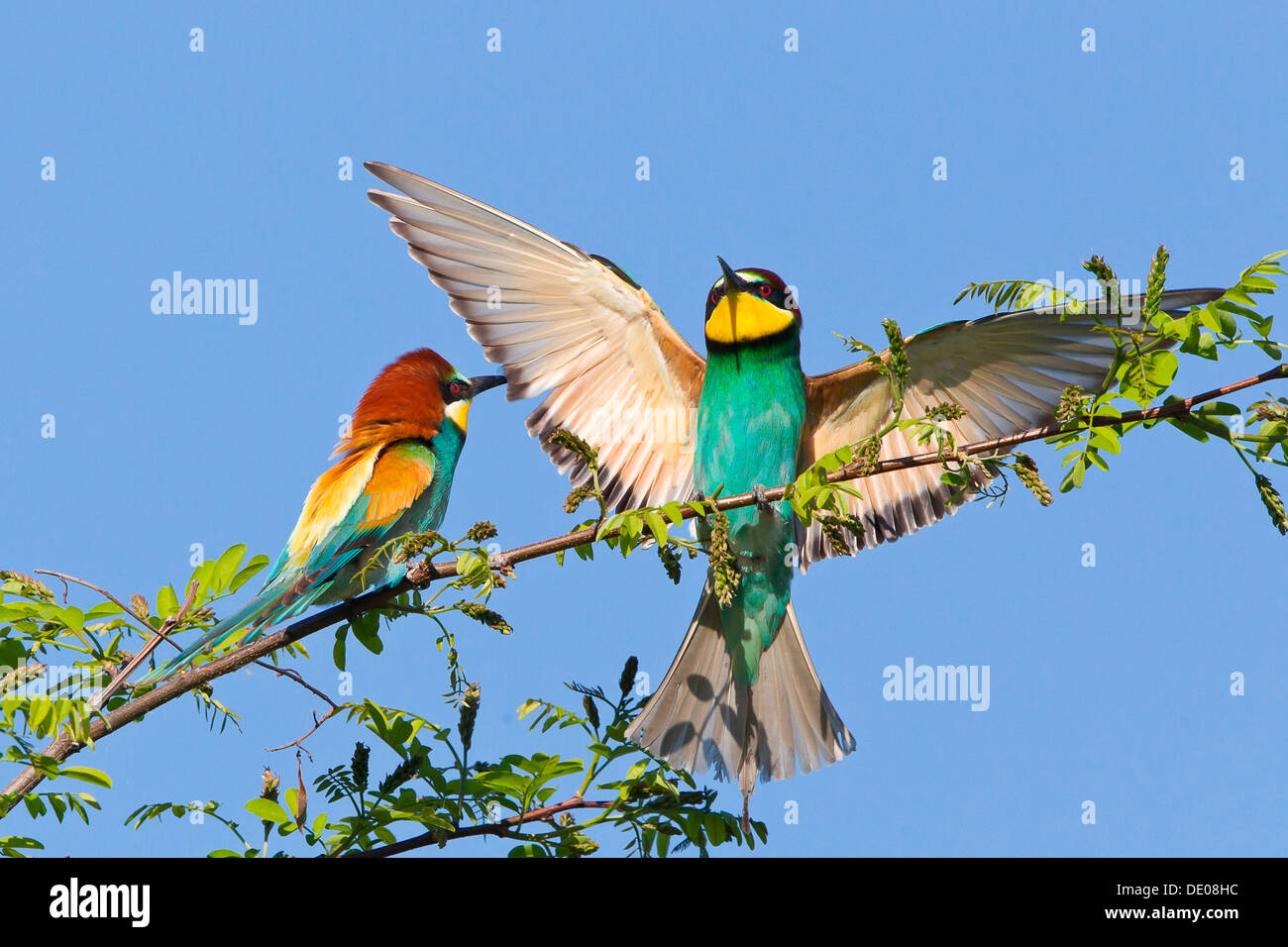 Due comunità i gruccioni (Merops apiaster) su un ramo Foto Stock