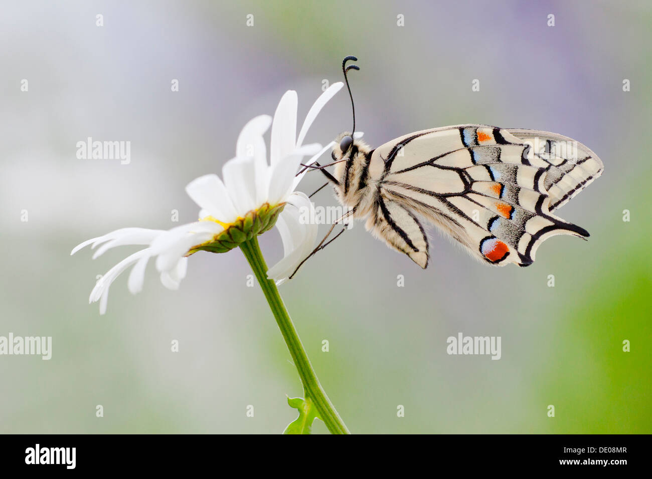 Il vecchio mondo coda forcuta (Papilio machaon) farfalla su un Marguerite Foto Stock