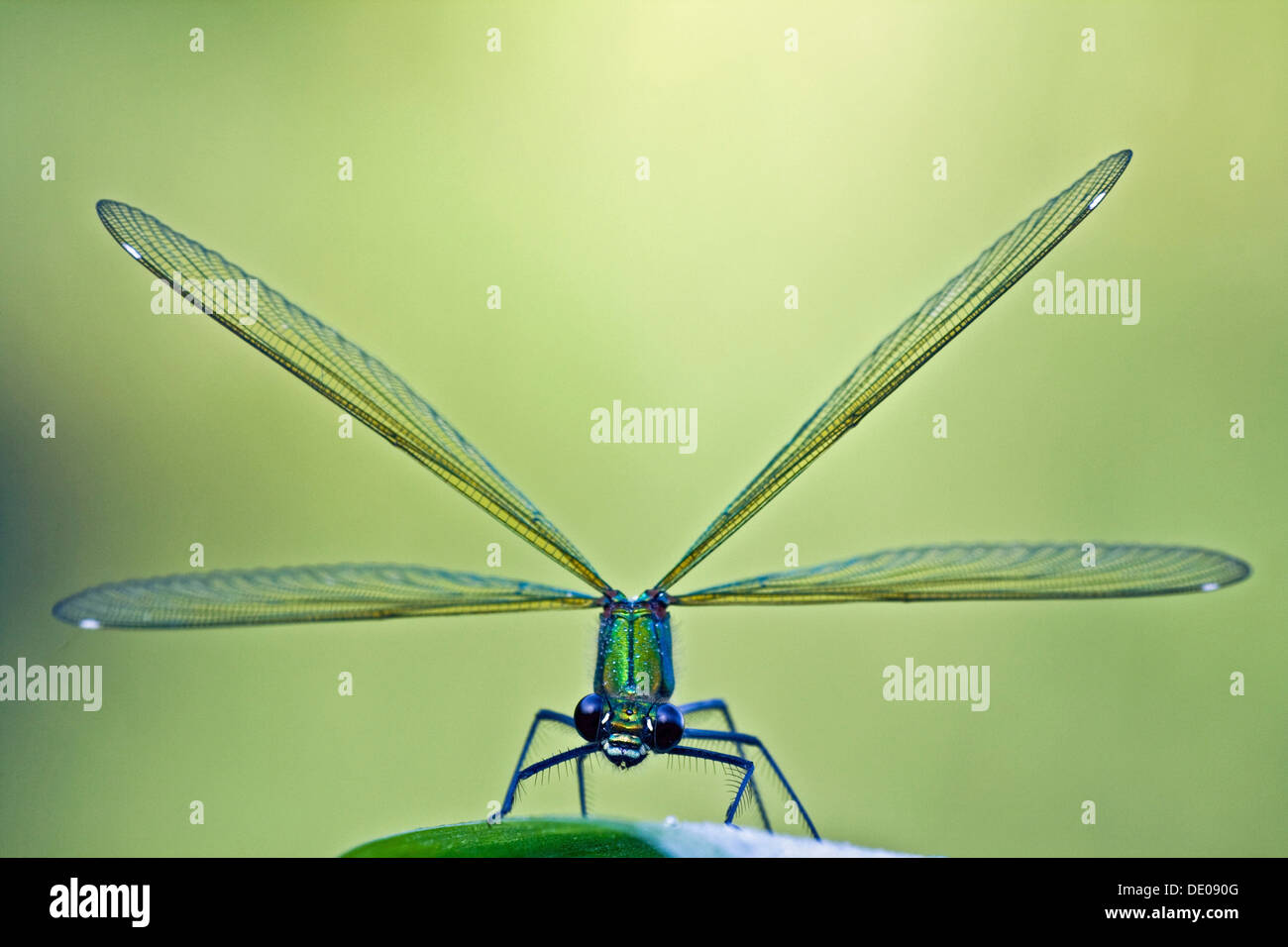 Femmina Demoiselle nastrati (Calopteryx splendens) Foto Stock