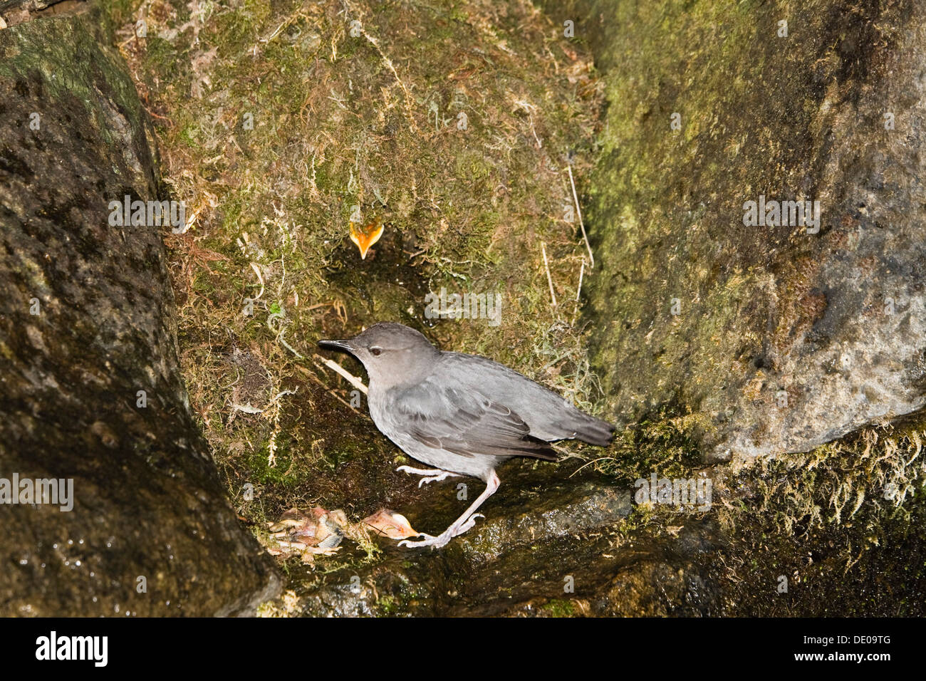 American bilanciere (Cinclus mexicanus) a nido, Costa Rica, America Centrale Foto Stock