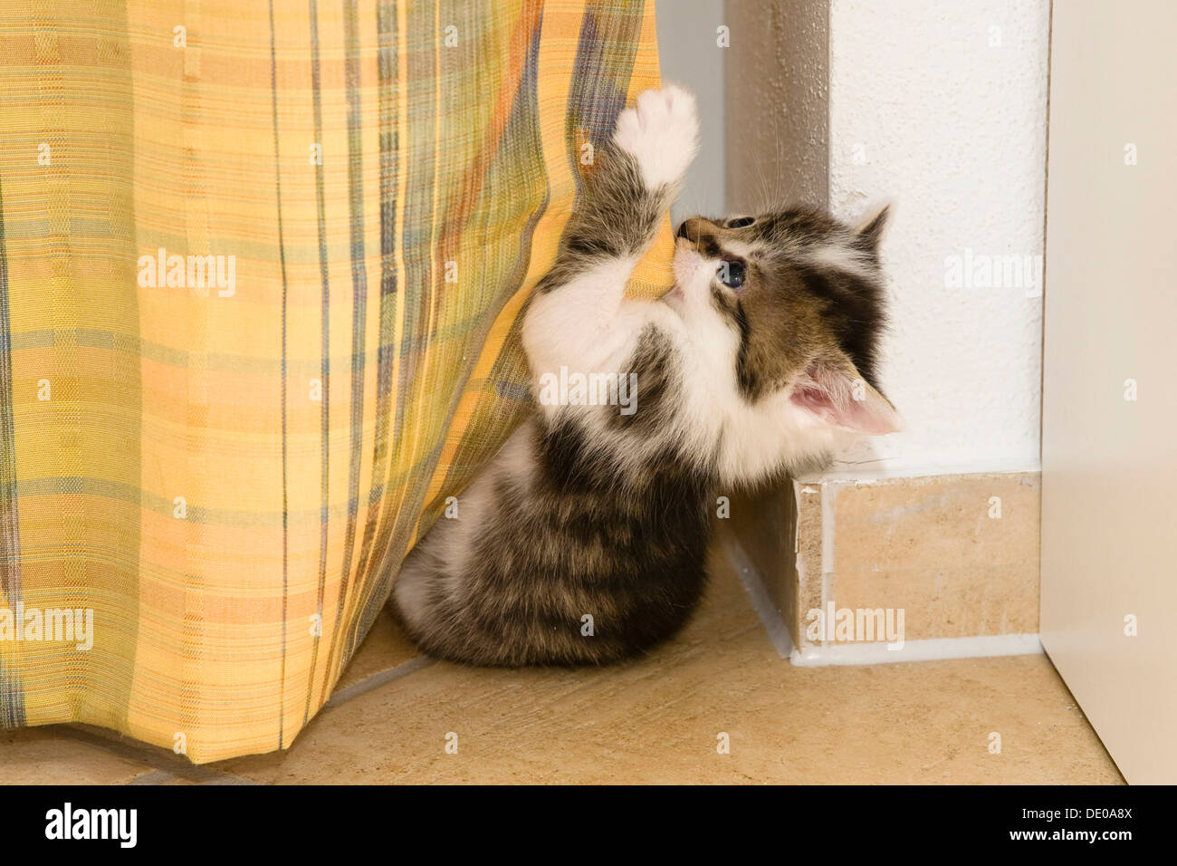 Gattino gioca con una tenda in salotto Foto Stock