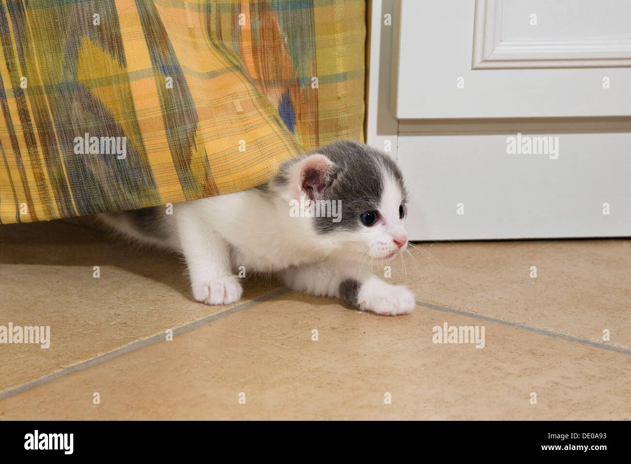 Gattino gioca con una tenda in salotto Foto Stock