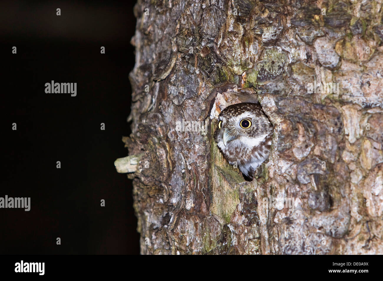 Il gufo pigmeo (Glaucidium passerinum) guardando fuori il suo nido, Bavaria Foto Stock