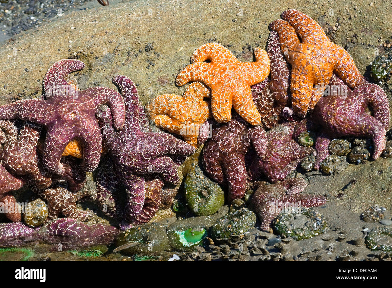 Pool di marea con ocra stelle di mare (Piaster ochraceus) e verde gigante attinie (Anthopleura xanthogrammica), Pacific Coast Foto Stock