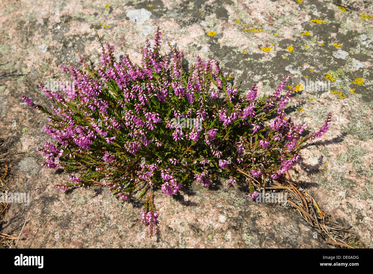 Erica (Calluna vulgaris) all'Hammer Odde punta settentrionale dell'isola di Bornholm, Danimarca, Europa Foto Stock