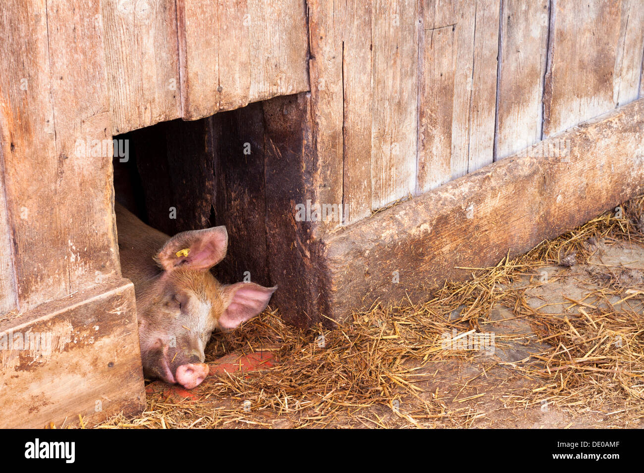 Suini domestici (Sus scrofa domestica) addormentato a mezzogiorno in ombra in corrispondenza di una porta stabile, Wasserauen, Appenzello Interno Foto Stock