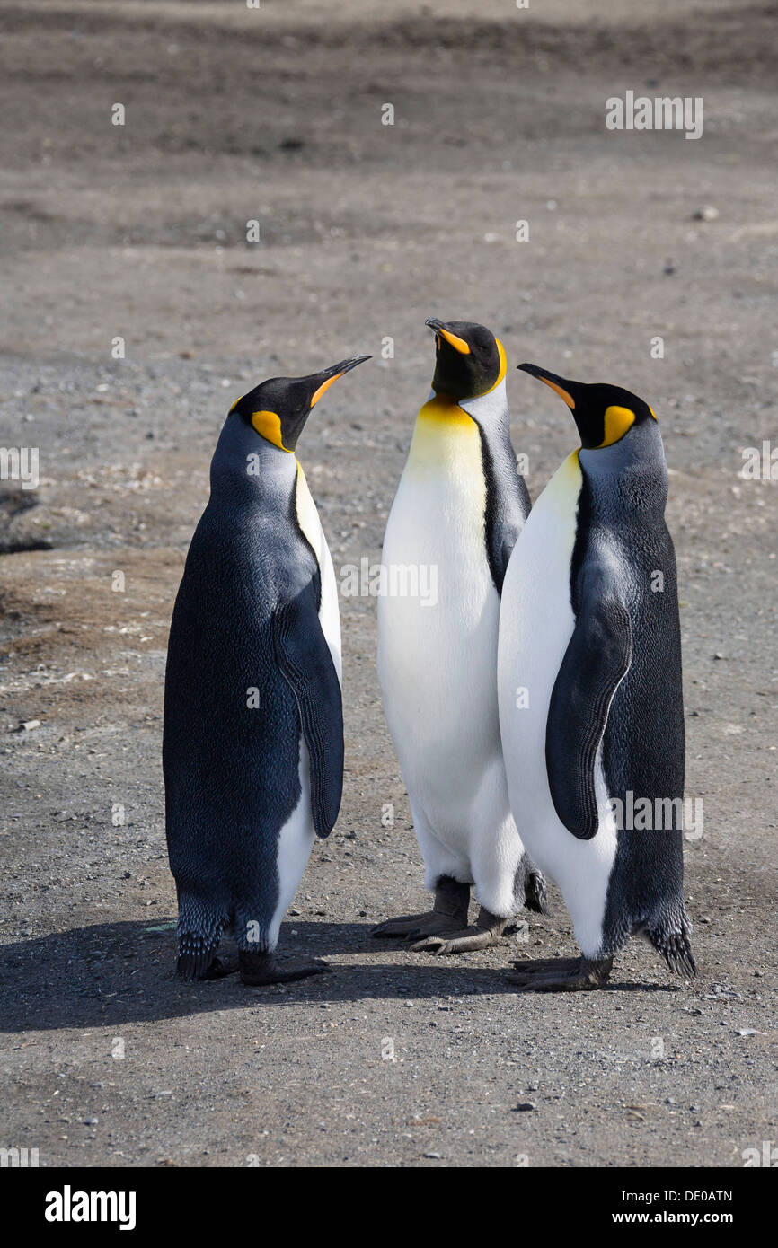 Re pinguini (Aptenodytes patagonicus), St Andrews Bay, Georgia del Sud, sub antartiche, Antartide Foto Stock