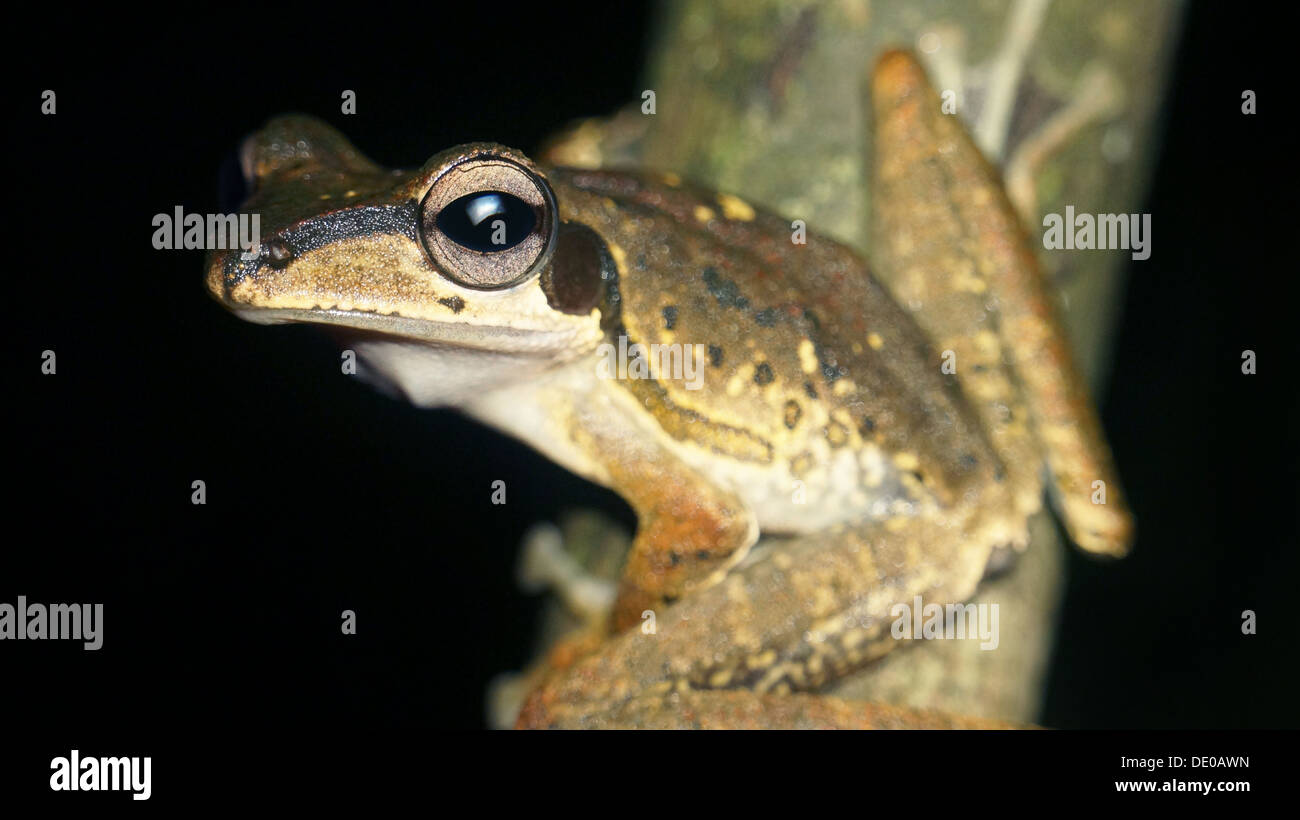 Macrotis Polypedates dark eared raganella borneo Foto Stock