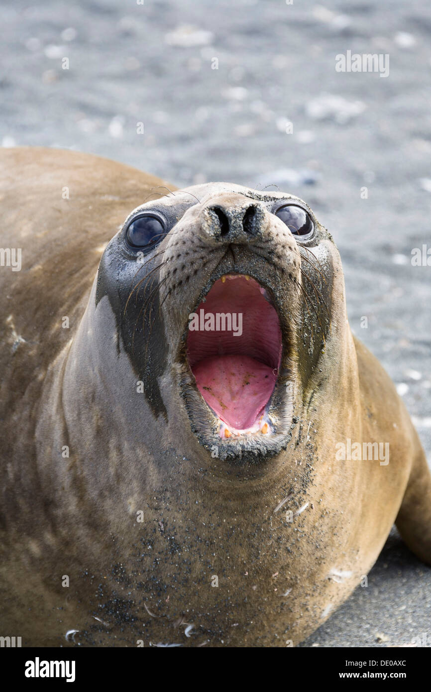 Femmina elefante meridionale di tenuta (Mirounga leonina), Oro Harbour, Georgia del Sud, sub antartiche, Antartide Foto Stock