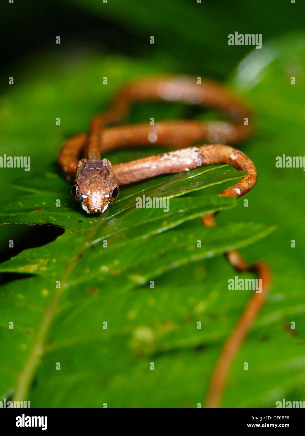 Aplopeltura boa blunt albero naso snake borneo Foto Stock