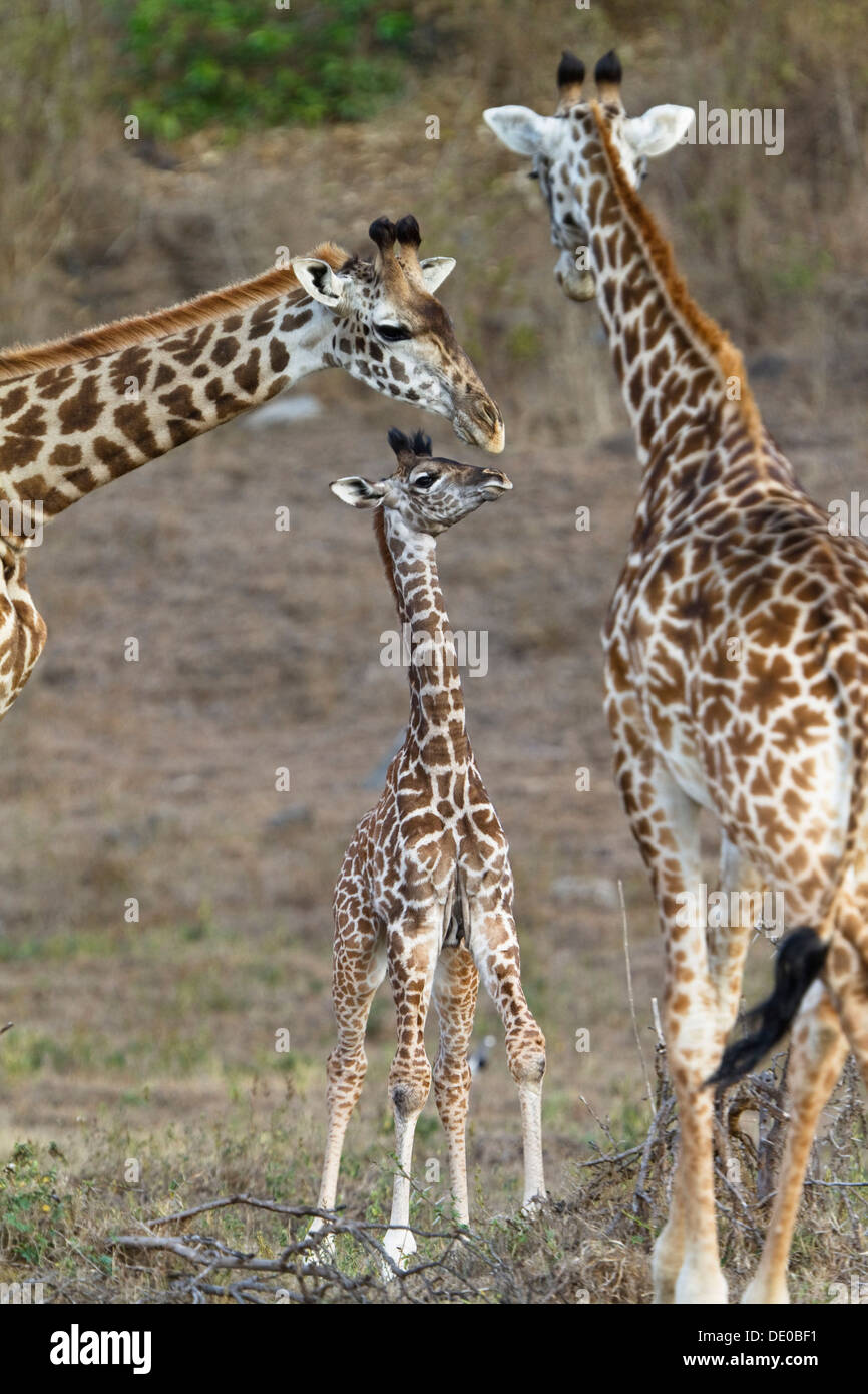 Masai giraffe (Giraffa camelopardalis) con i giovani Foto Stock