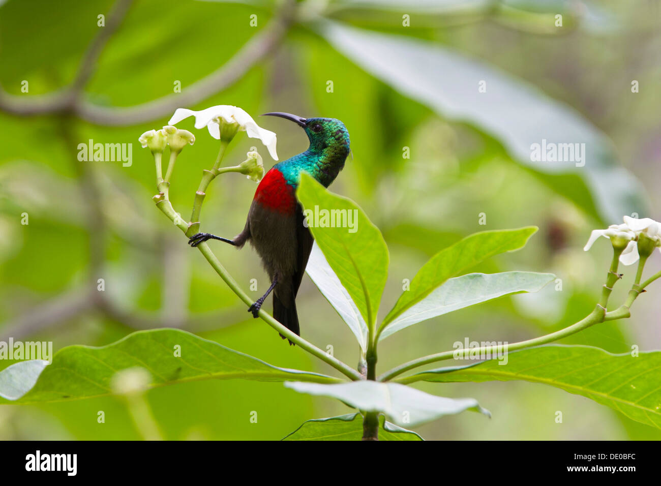 Oliva-panciuto Sunbird (Cinnyris chloropygia) Foto Stock