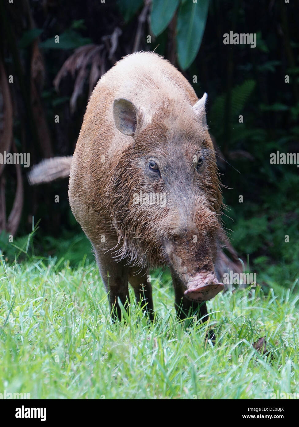 Sus barbatus barbuto pig sumatra borneo Foto Stock
