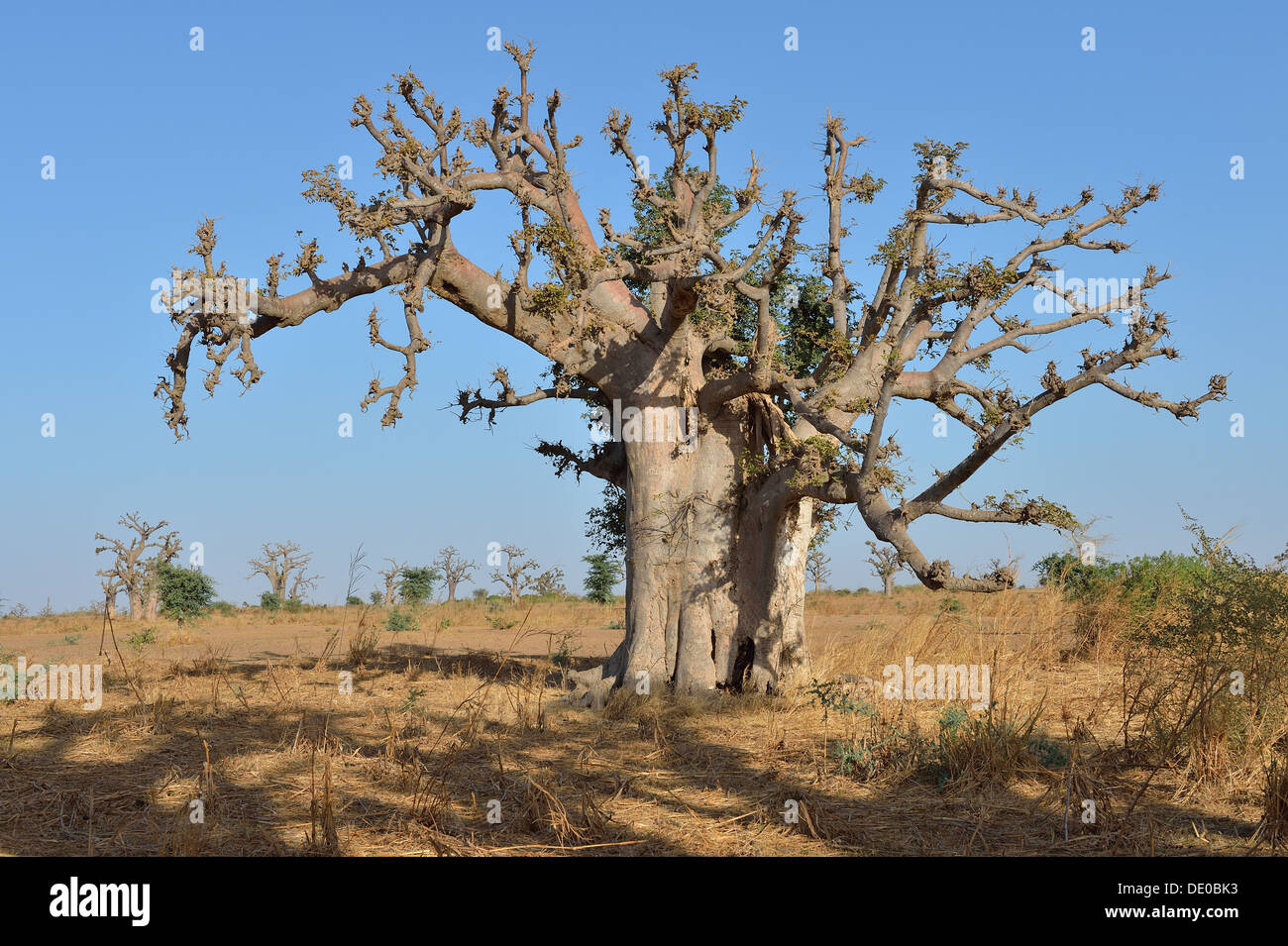 Baobab - Dead-rat tree - scimmia-albero del pane - Sottosopra tree (Adansonia digitata) vicino alla riserva di Bandia Foto Stock