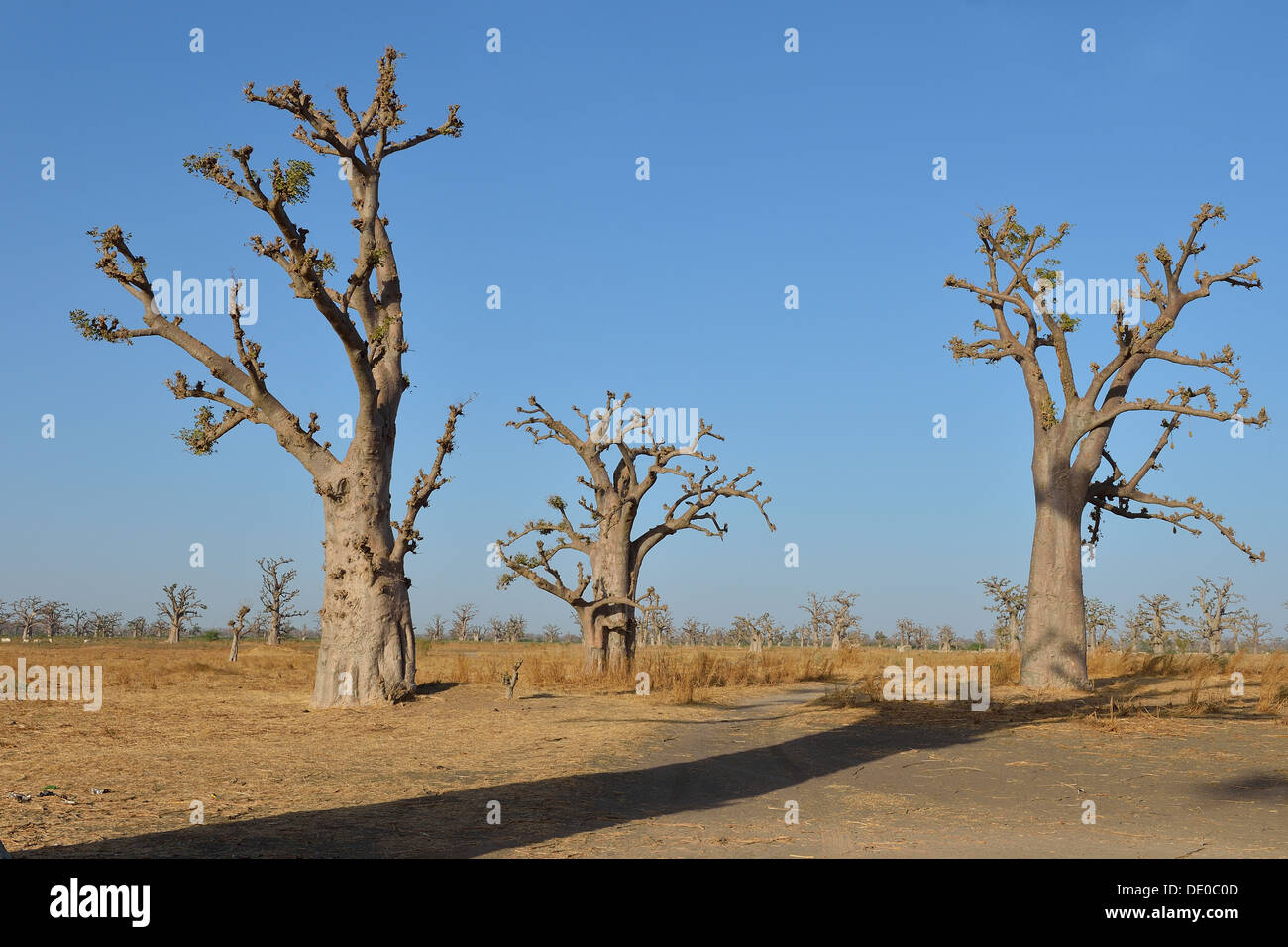 Baobab - Dead-rat tree - scimmia-albero del pane - Sottosopra tree (Adansonia digitata) vicino alla riserva di Bandia nel Foto Stock