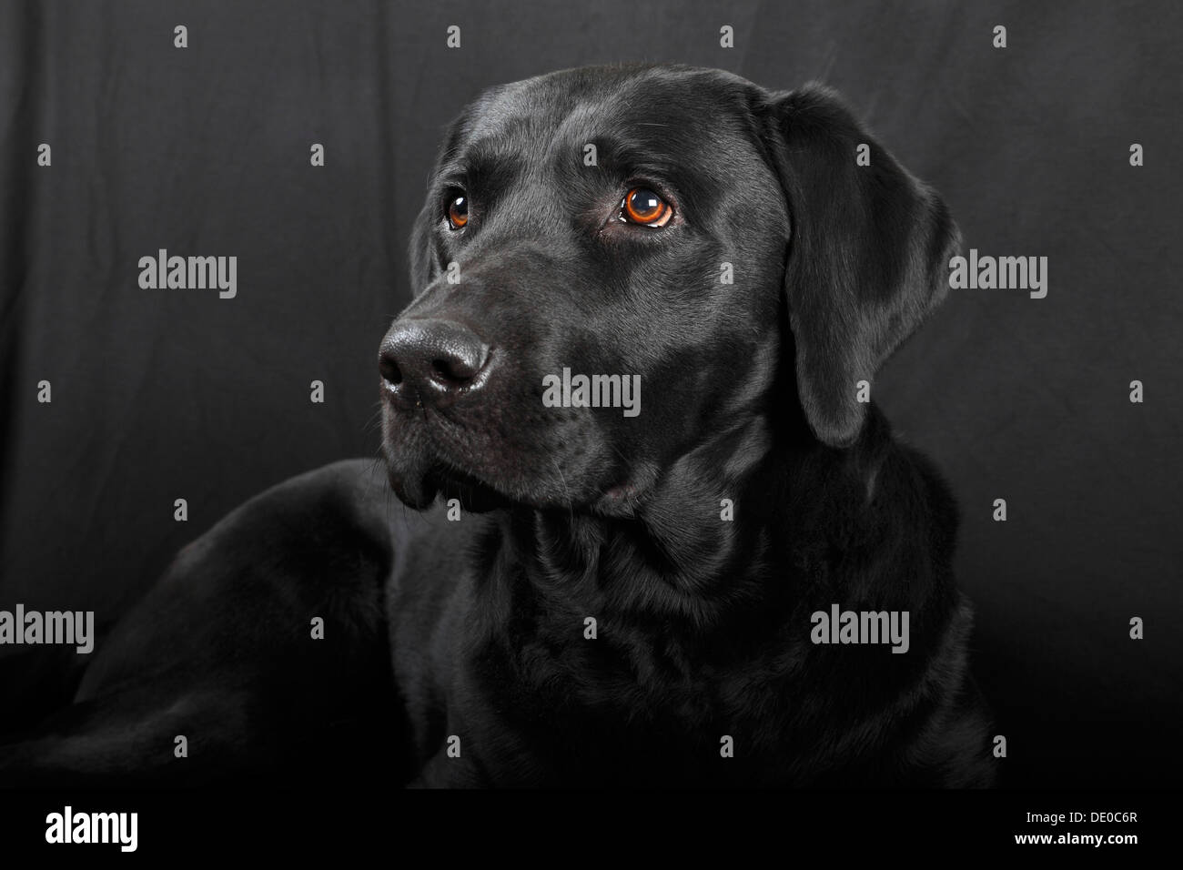 Nero Labrador Retriever cane, maschio Foto Stock