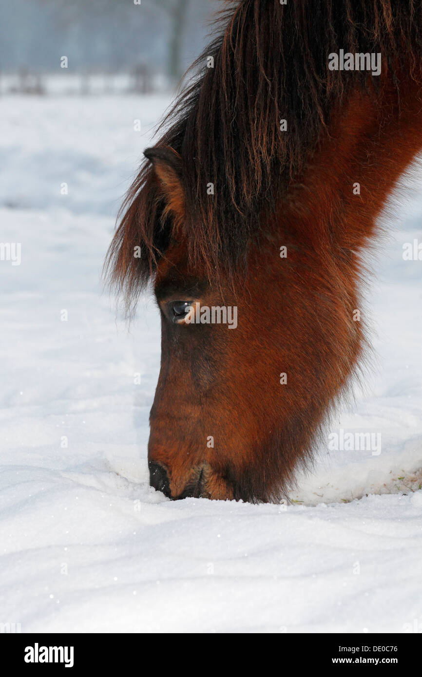 Islanda cavallo, castrazione, in cerca di cibo nella neve Foto Stock