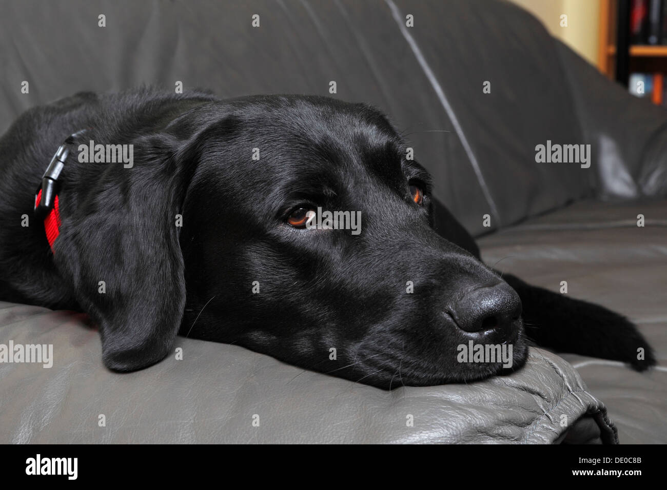 Nero Labrador Retriever cane, maschio, sdraiato su un divano in pelle in un salotto Foto Stock