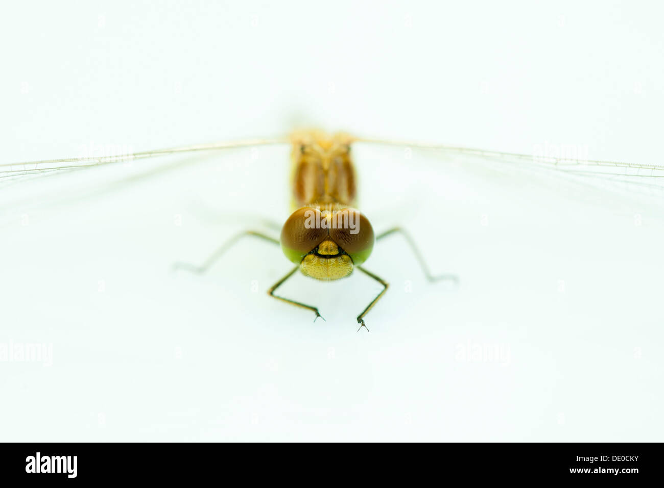 Dragonfly, close-up Foto Stock