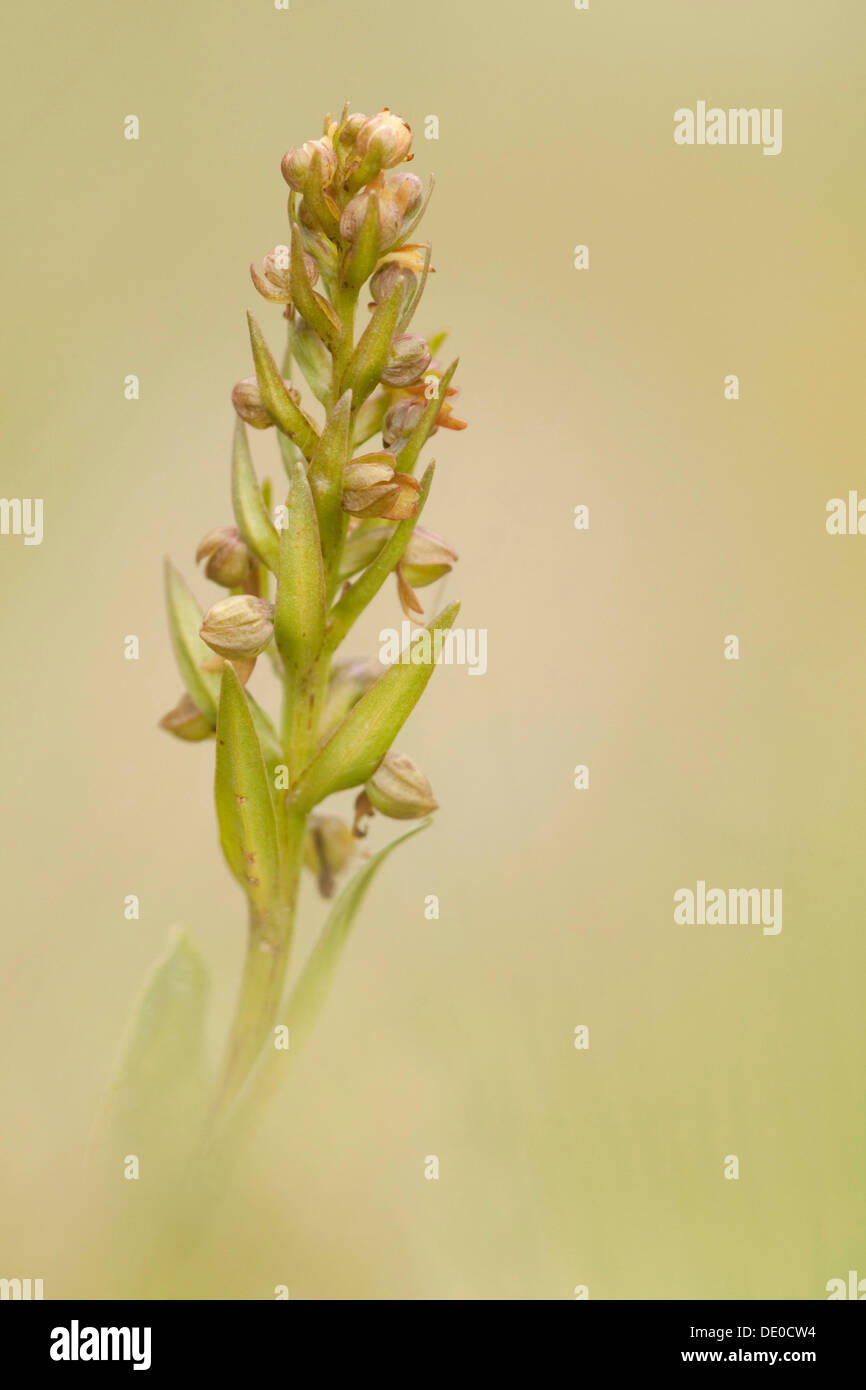 Verde Long-Bracted Orchidea (Coeloglossum viride) Foto Stock