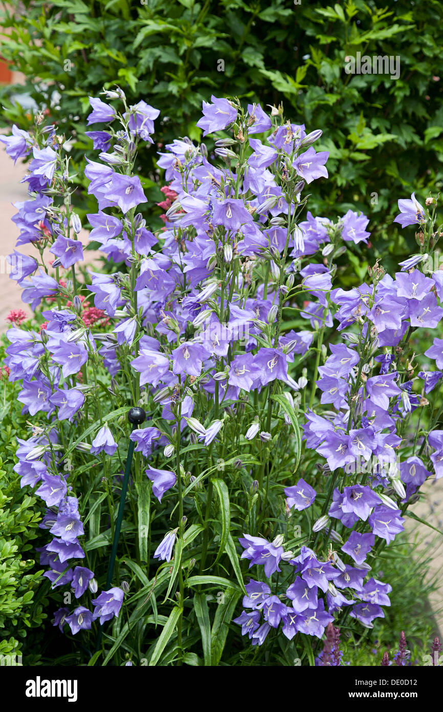 Fioritura Peach-lasciarono la Campanula (Campanula persicifolia) Foto Stock