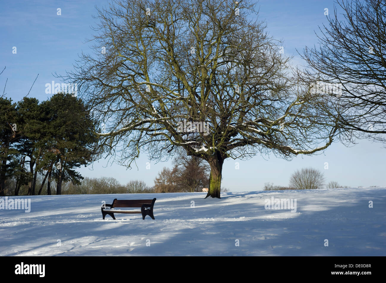 Un vuoto di una panchina nel parco da un albero di quercia in una coperta di neve parco pubblico sotto un cielo blu d'inverno. Foto Stock