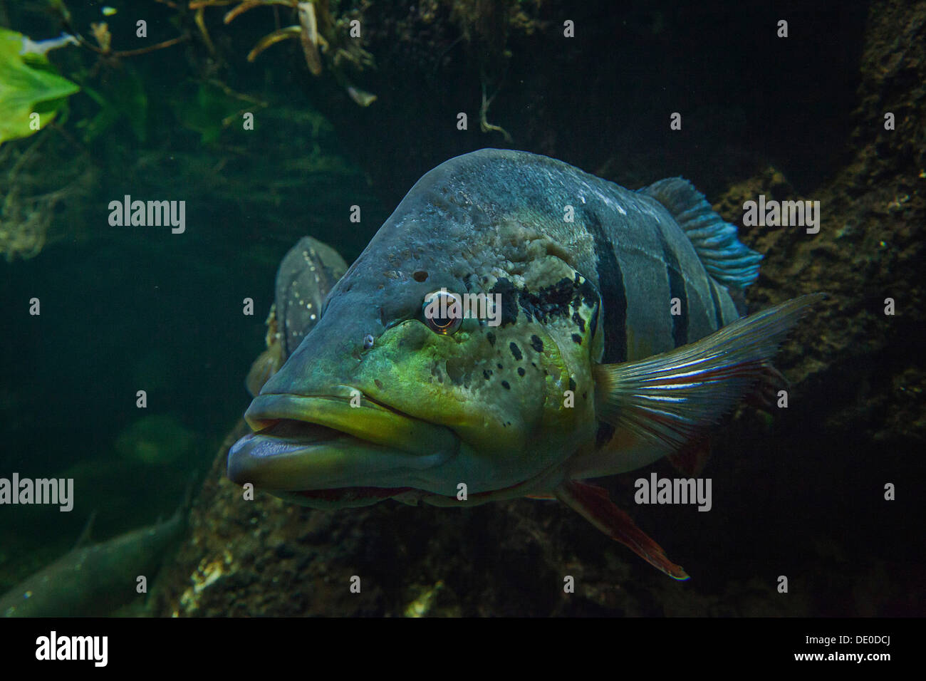 Humboldt Crest bass (Cichla temensis), captive Foto Stock