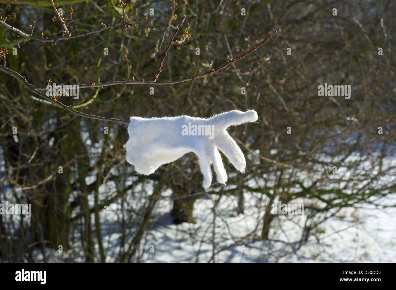 Un singolo perso guanto bianco su un ramo di albero con un dito puntato in paesaggi innevati. Foto Stock