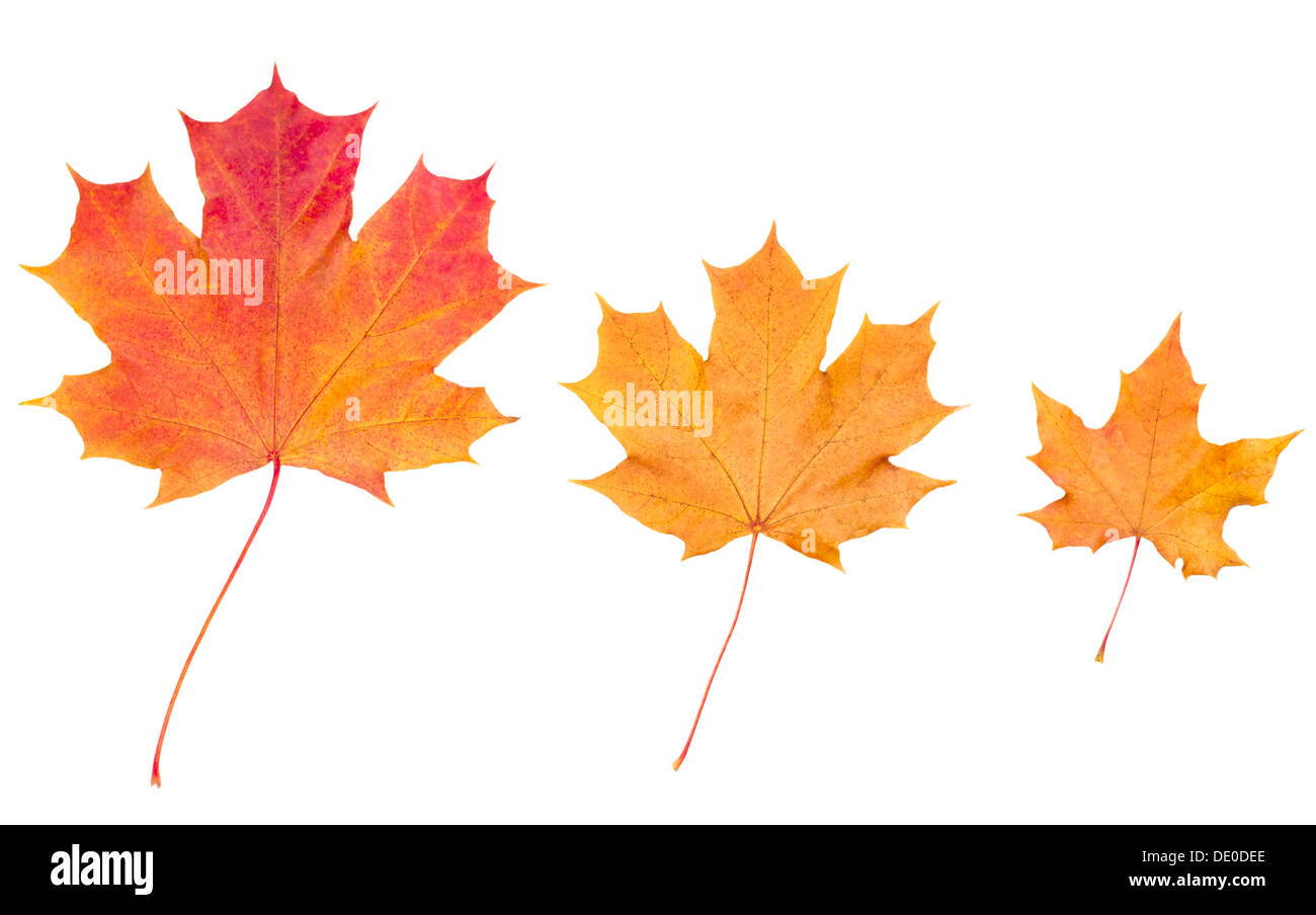 Giallo autunno foglie di acero isolato su sfondo bianco Foto Stock