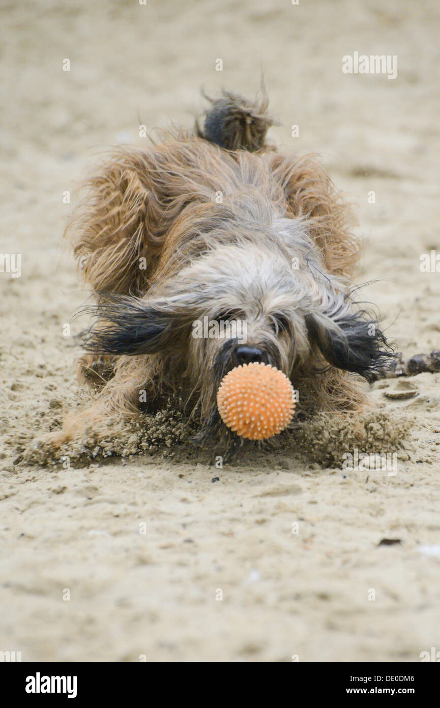 Gos d'atura o Català Catalan Sheepdog, giocando con una sfera, Naherholungsgebiet Warwer sabbia, Stuhr, Bassa Sassonia, Germania Foto Stock