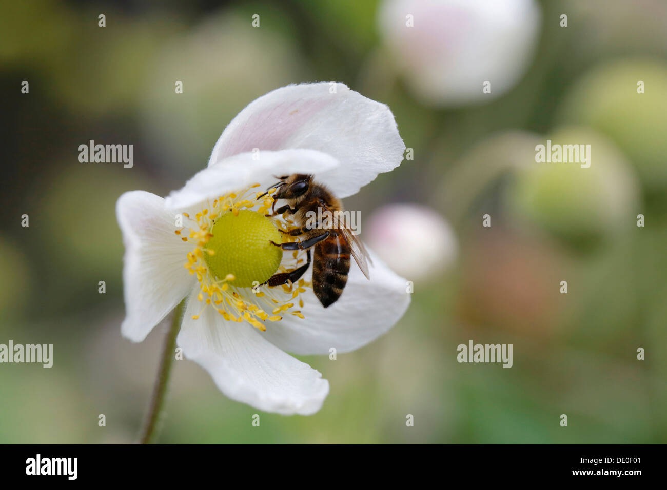 Bee appollaiato su un fiore di anemone giapponese, Thimbleweed (Anemone hupehensis), pianta invasiva, Big Island, Hawaii, STATI UNITI D'AMERICA Foto Stock