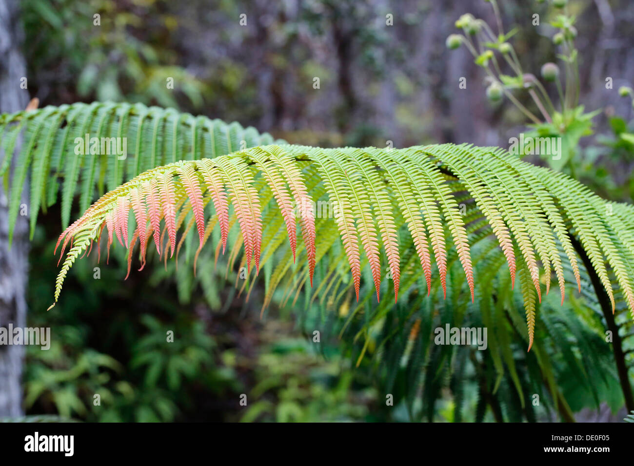 Ama&#699;u fern (Sadleria cyatheoides) con incasso tropicale, secondo la leggenda, danni da massi di lava Pele buttato fuori Foto Stock