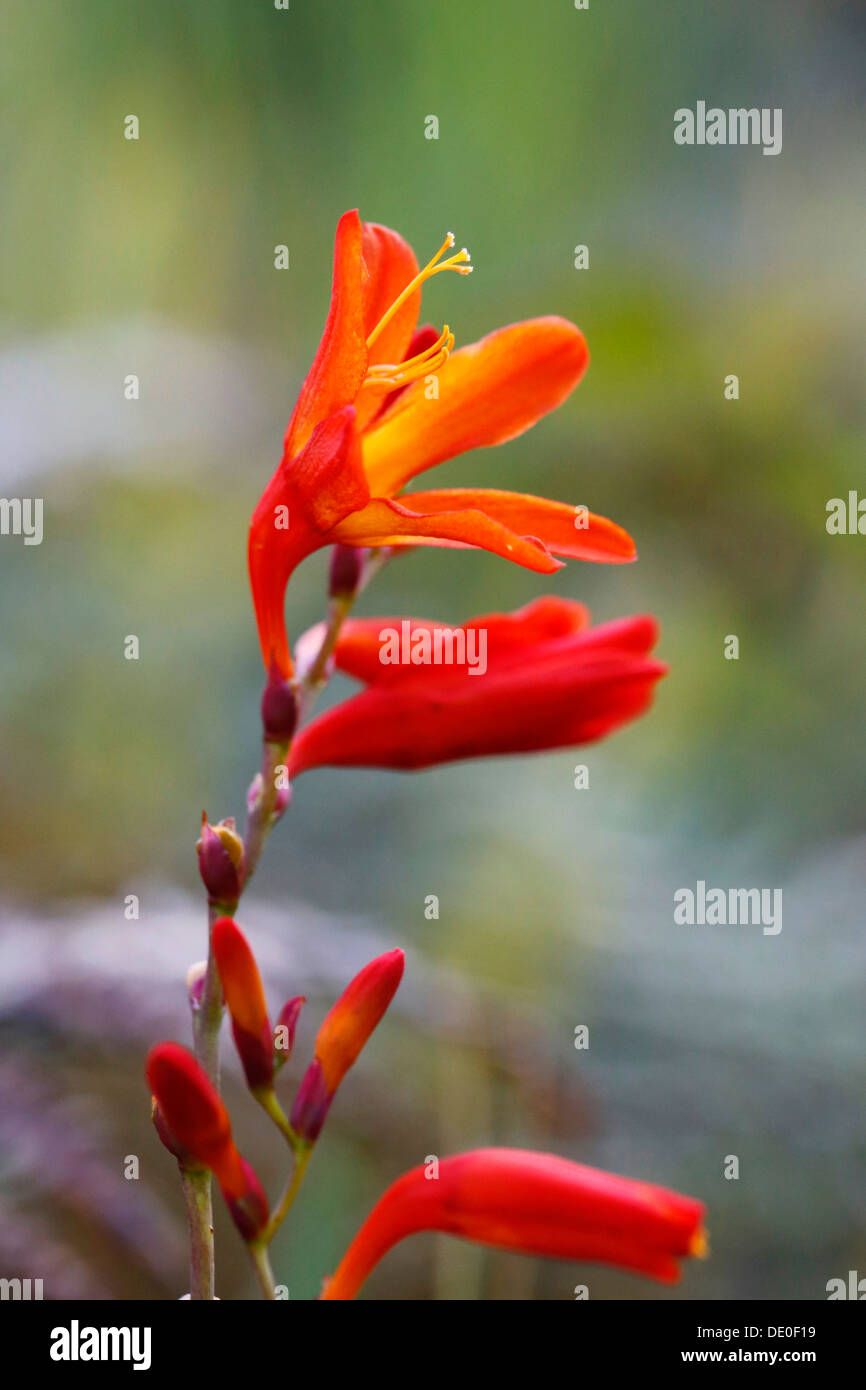 Sud Americana Iris (Crocosmia), pianta invasiva nelle Hawaii, Big Island, STATI UNITI D'AMERICA Foto Stock