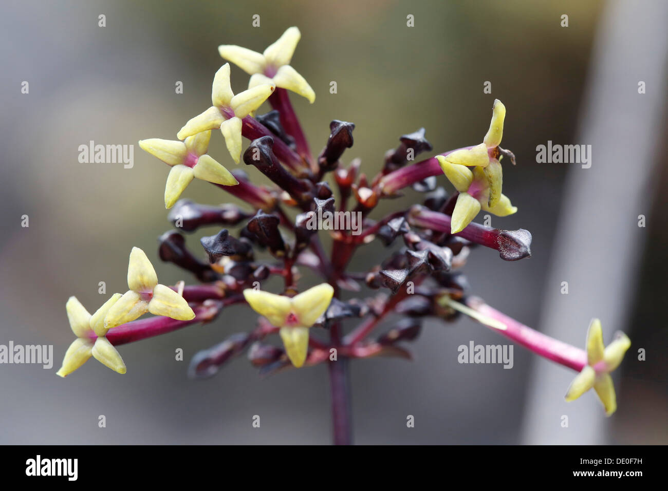 Hedyotis, specie invasive in Hawaii cresce su lava, Mauna Ulu, Parco Nazionale dei Vulcani delle Hawaii, Big Island, Hawaii, STATI UNITI D'AMERICA Foto Stock