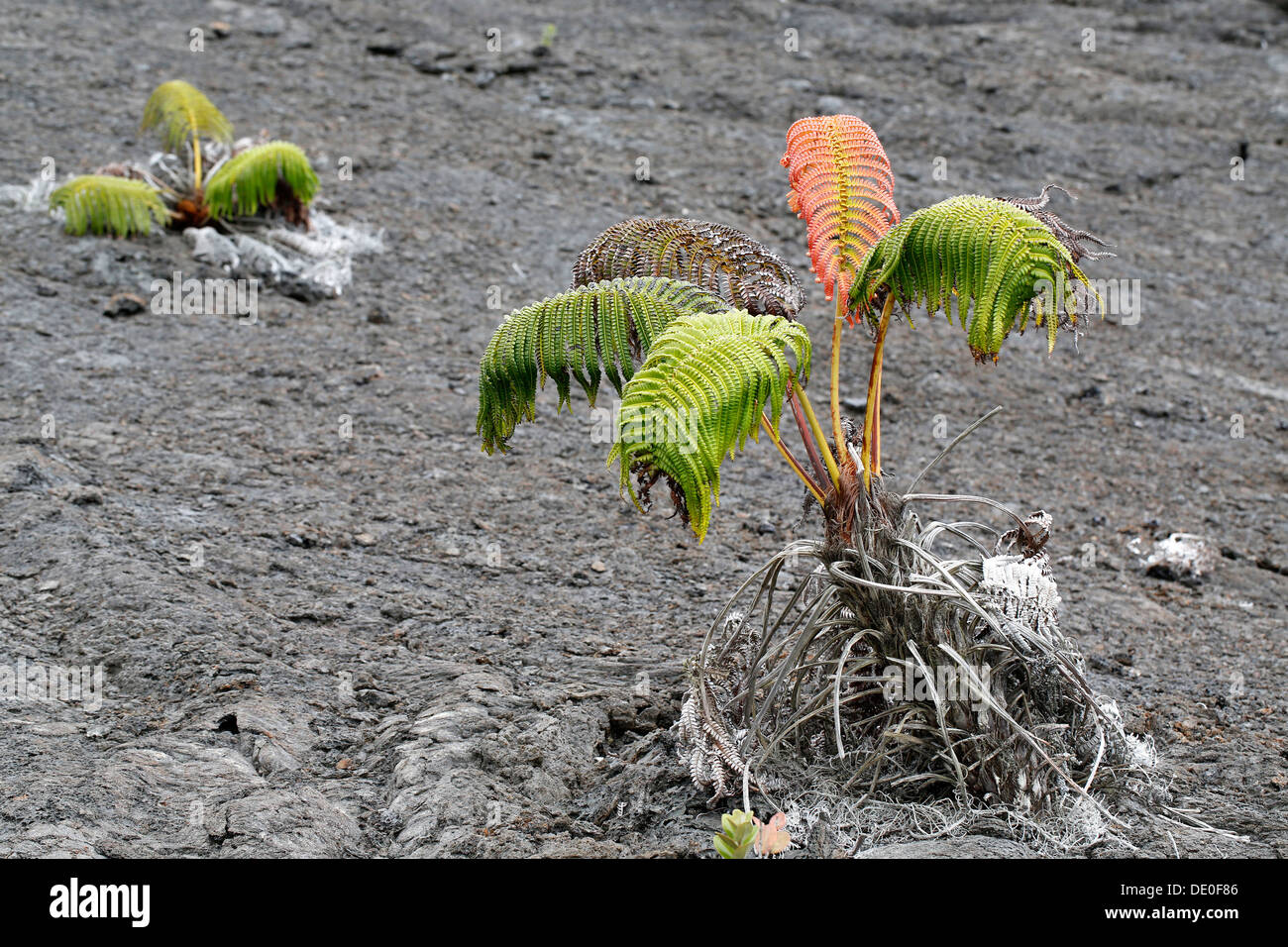 Ama'u fern (Sadleria cyatheoides), con un rosso di 'auto', secondo la leggenda, il luogo dove semidio Kamapua'a è stato colpito dal Foto Stock