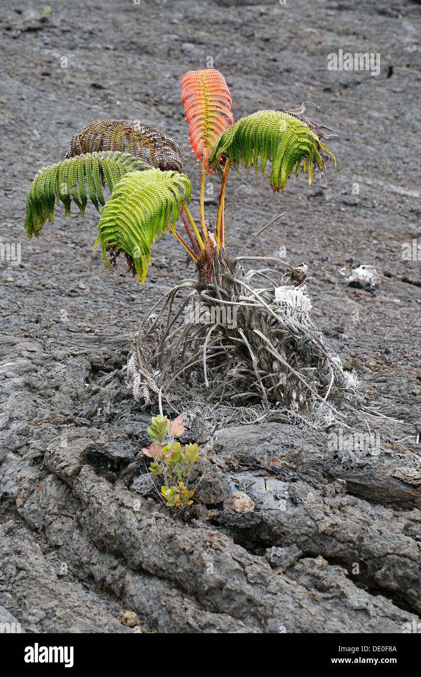Ama'u fern (Sadleria cyatheoides), con un rosso di 'auto', secondo la leggenda, il luogo dove semidio Kamapua'a è stato colpito dal Foto Stock