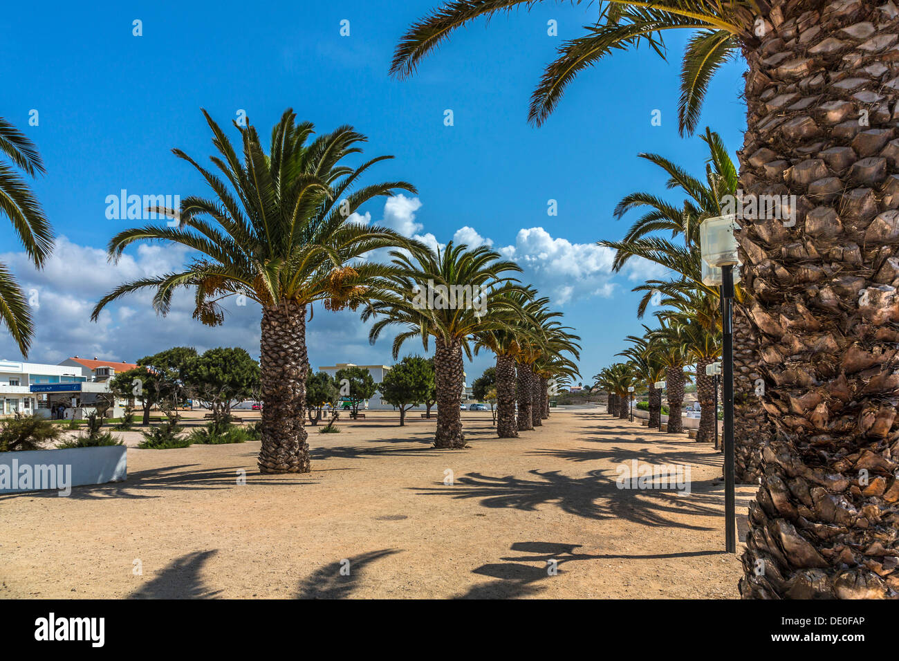 Palme da dattero (Phoenix sp.), Jardim de Sagres, Sagres Algarve, Europa Foto Stock