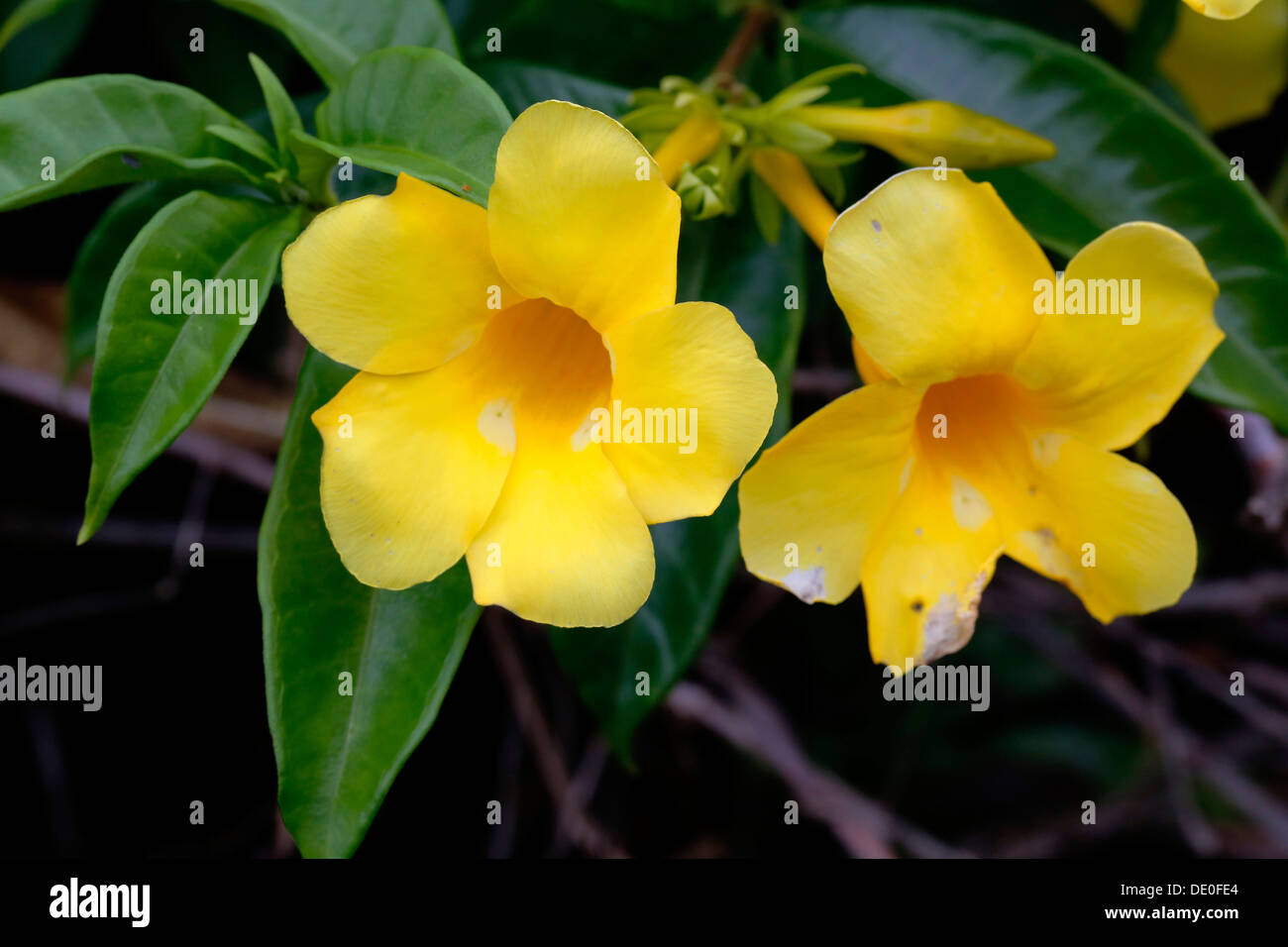 Hibiscus giallo o Pua aloalo (Hibiscus brackenridgei), fiore dello stato delle Hawaii, Big Island, Hawaii, STATI UNITI D'AMERICA Foto Stock