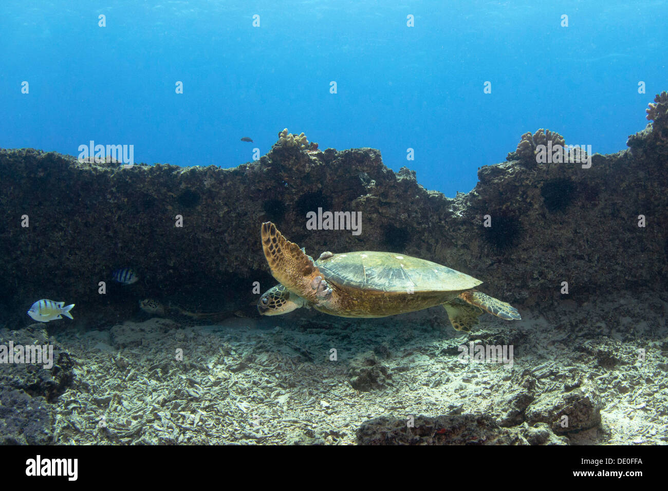 Tartaruga Verde, Pacific tartaruga verde o nero (tartaruga Chelonia Mydas) con eczema, Maunalua Bay, Oahu, Hawaii, STATI UNITI D'AMERICA Foto Stock