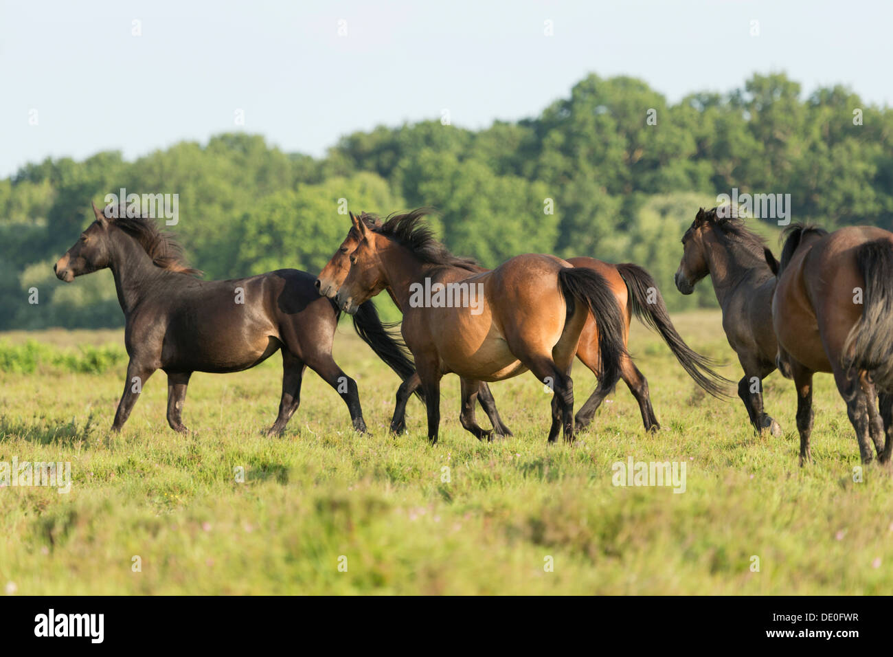 Horse New Forest National Park Inghilterra UK selvatica Foto Stock