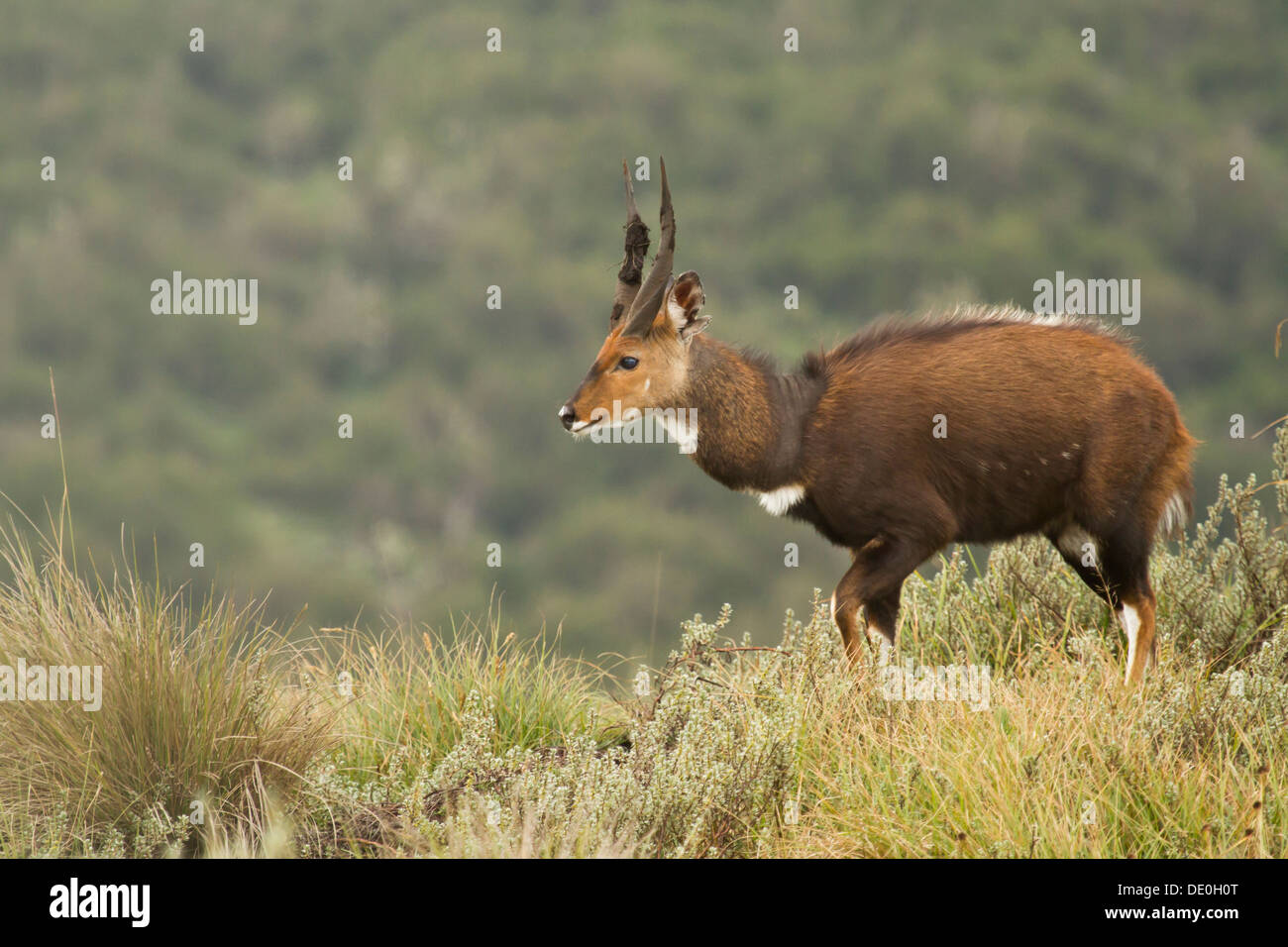 Bushbuck [Tragelaphus scriptus], il Parco nazionale di Aberdare, in Kenya. Foto Stock