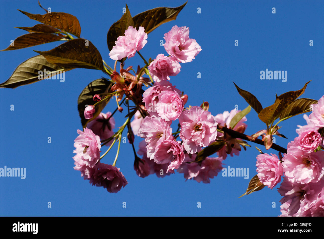 Fioritura Cherry Plum o Myrobalan Tree (Prunus cerasifera) Foto Stock