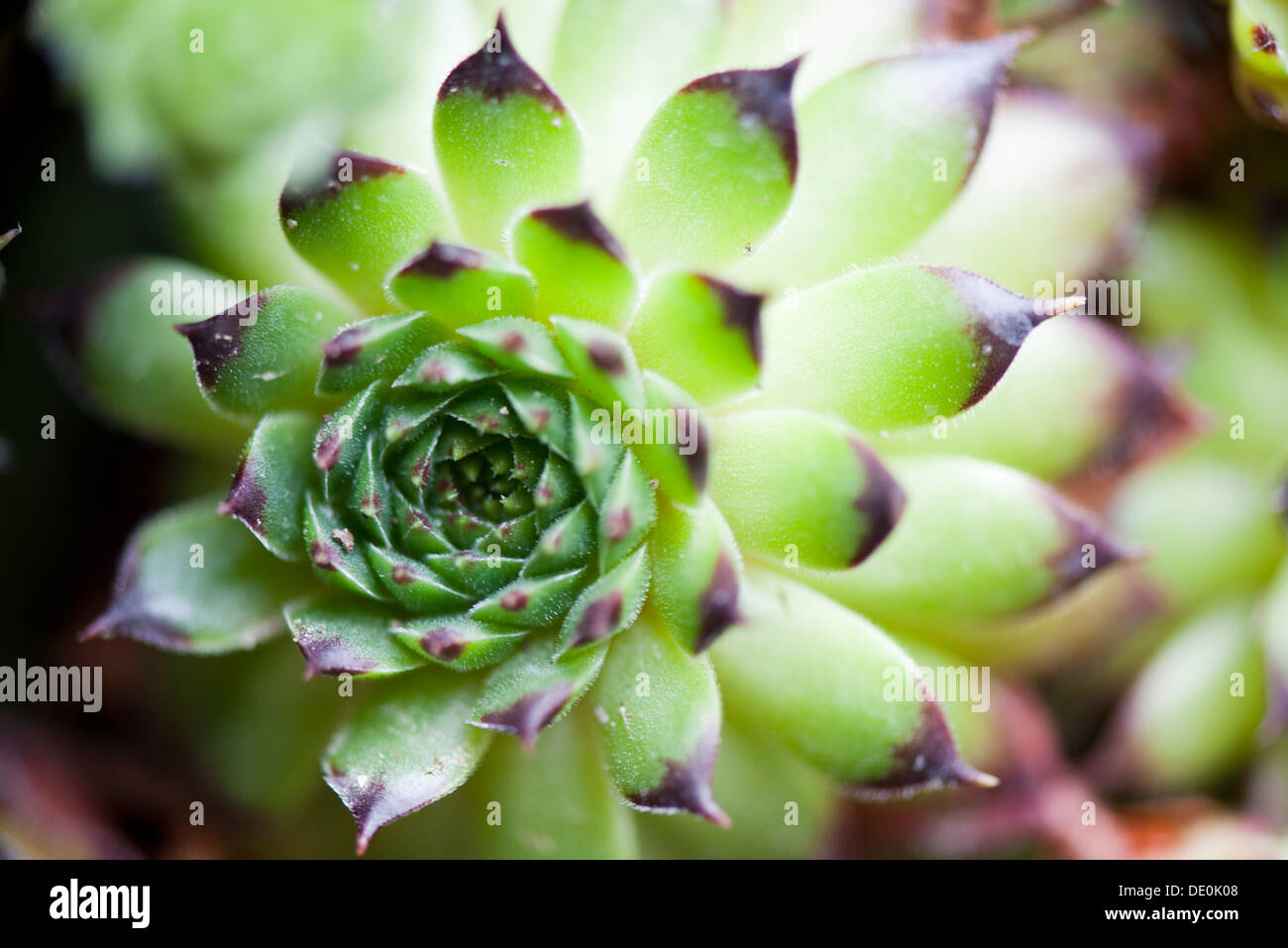 Piante succulente, close-up Foto Stock