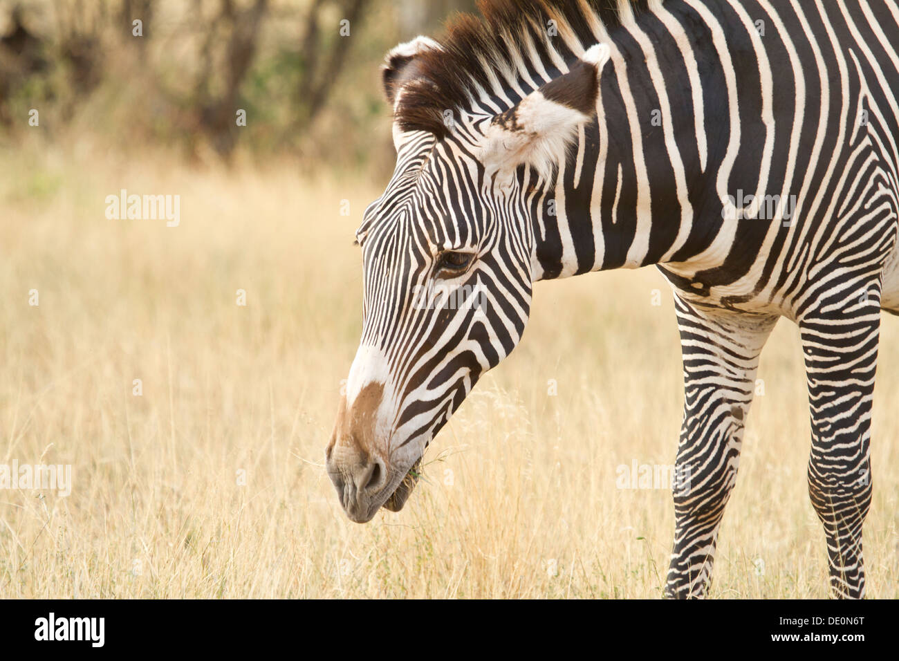 Di Grevy Zebra [Equus grevyi], Samburu National Park, il Kenya. Foto Stock