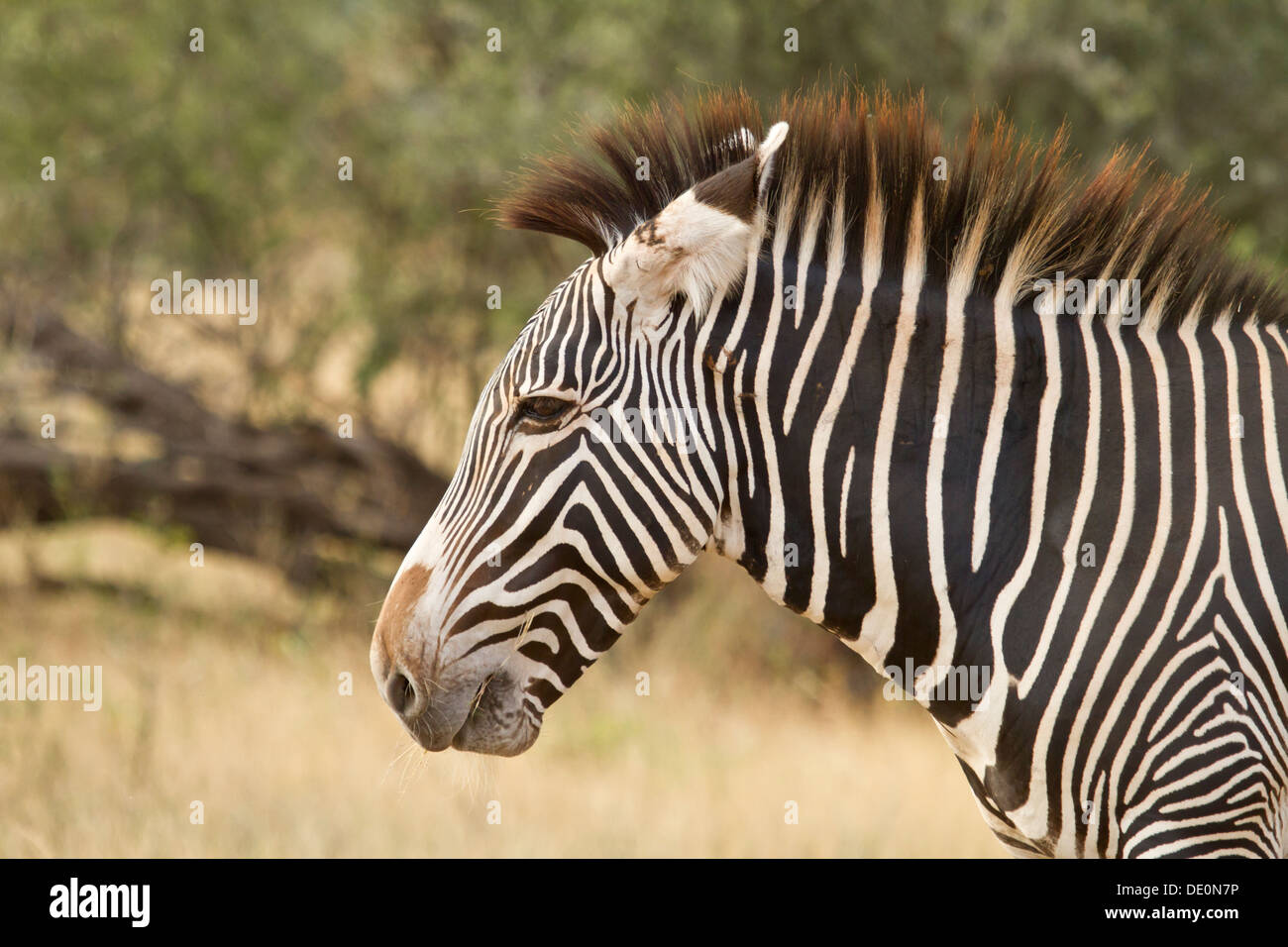 Di Grevy Zebra [Equus grevyi], Samburu National Park, il Kenya. Foto Stock