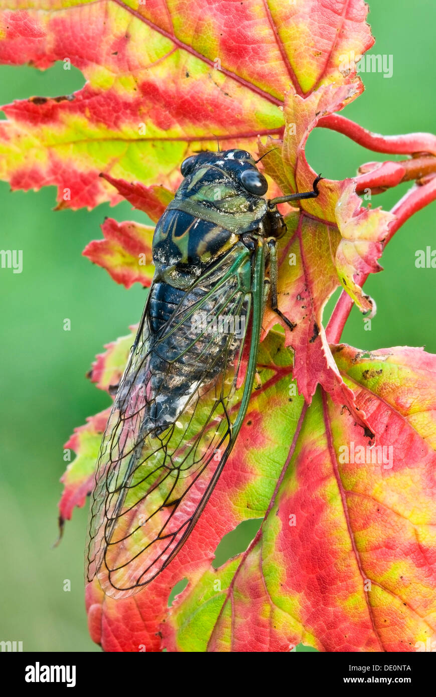 Adulto-argento Cicala panciuto Tibicen pruinosa su foglie di acero in autunno, E STATI UNITI D'AMERICA Foto Stock