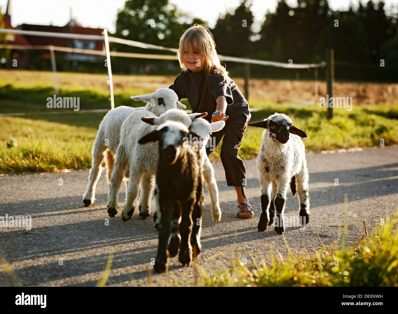 Ragazza 7 anni, con un gruppo di agnelli Foto Stock