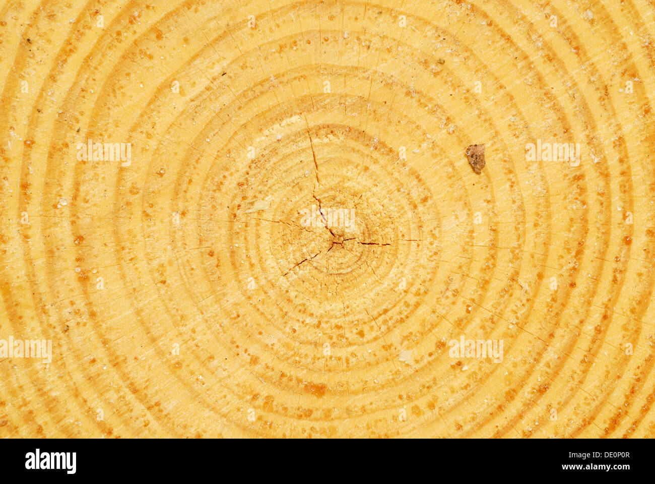 Sezione trasversale orizzontale di una Scot pine (Pinus sylvestris), il moncone con la crescita annuale degli anelli Foto Stock