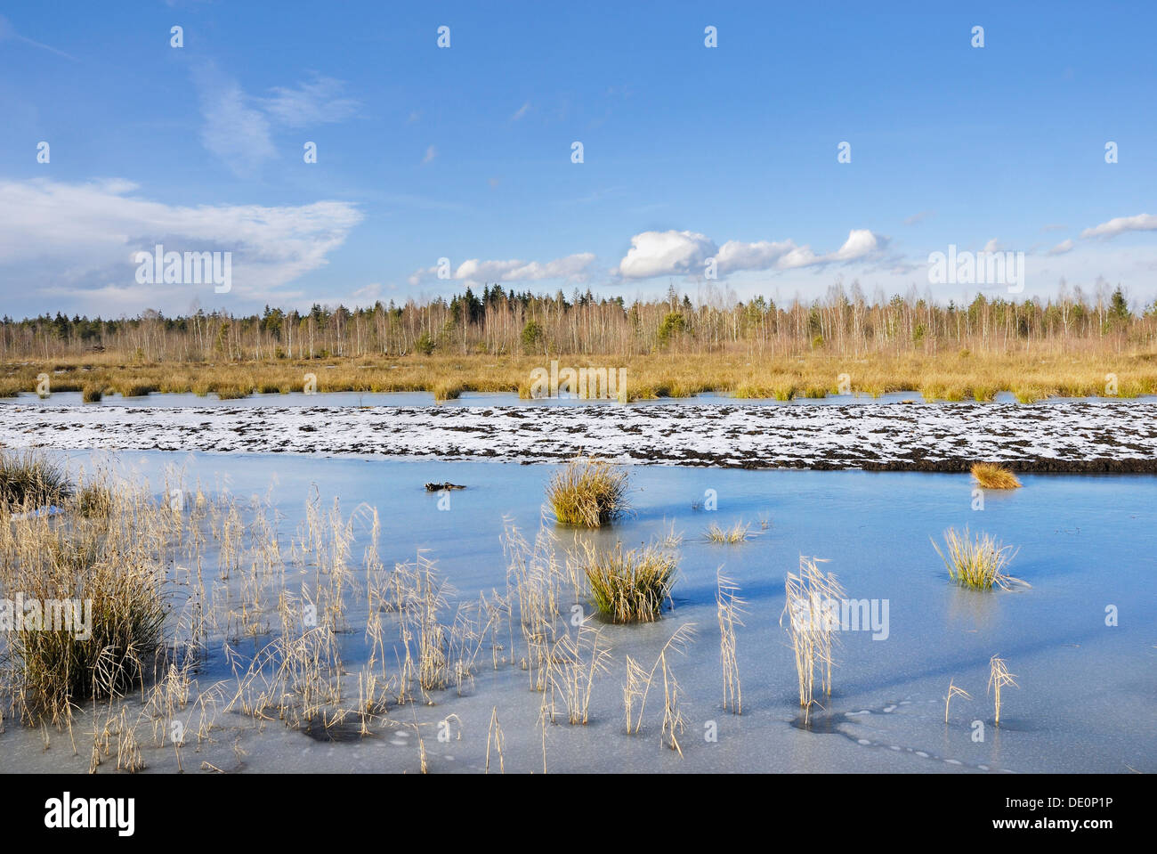 Moorland Congelato stagno con canne e giunchi, vicino a Rosenheim, valle Inntal, Baviera Germania, Europa Foto Stock